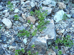 Monardella purpurea