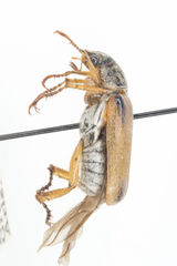 Dichelonyx sulcata