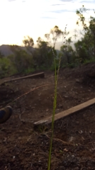 Eragrostis hildebrandtii
