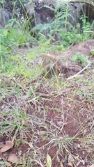 Eragrostis hildebrandtii