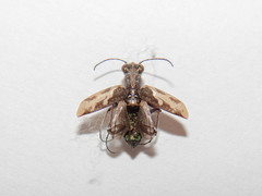 Cylindera confluentesignata