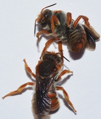 Rhodanthidium sticticum