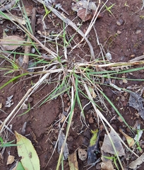 Eragrostis hildebrandtii