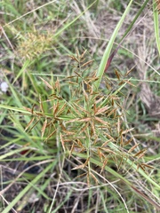 Cyperus intactus