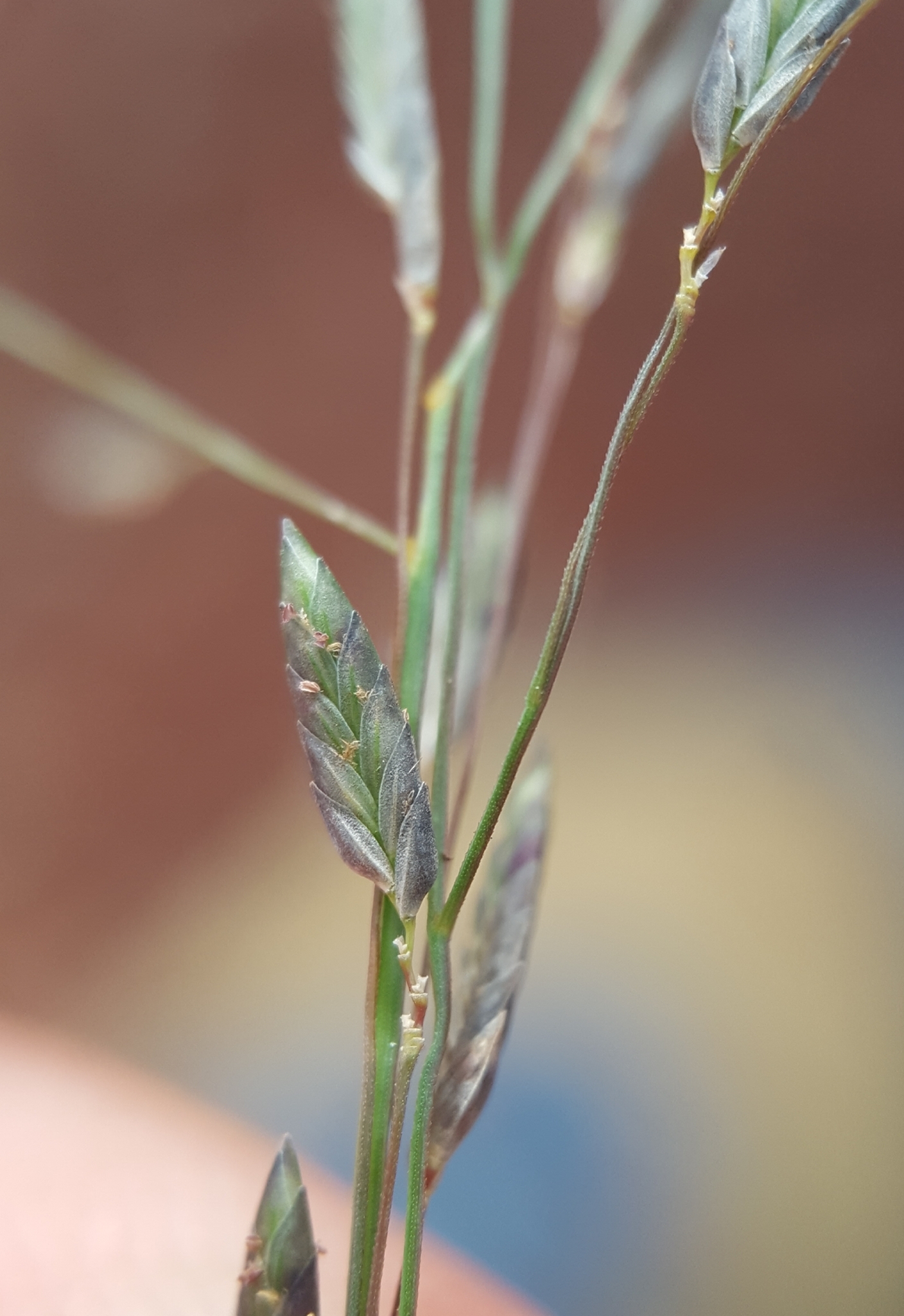 (c) François Rousseu, certains droits réservés (CC BY-NC) https://www.inaturalist.org/observations/108378361