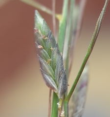 Eragrostis hildebrandtii
