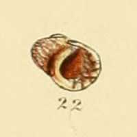 Littorina fabalis