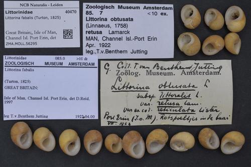 Littorina fabalis