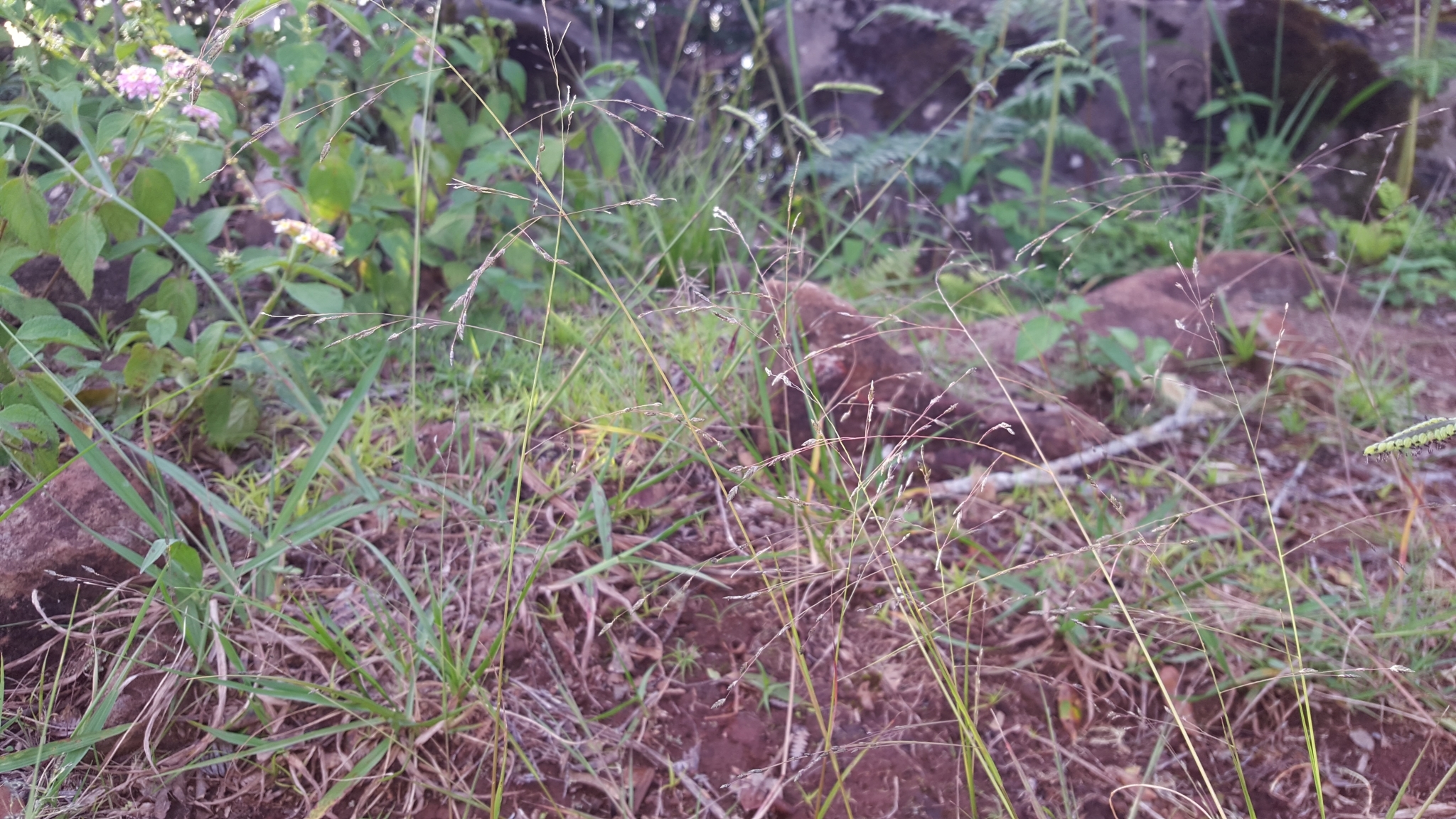 (c) François Rousseu, certains droits réservés (CC BY-NC) https://www.inaturalist.org/observations/108378361