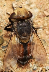 Gonia bimaculata