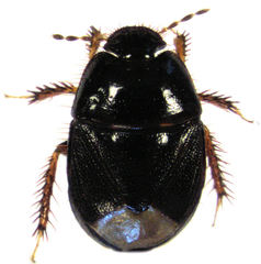 Microporus thoreyi