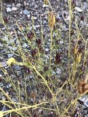 Cordylanthus eremicus eremicus