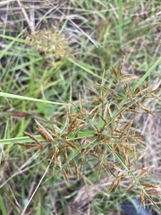Cyperus intactus