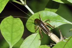 Hemiandrus pallitarsis