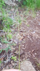 Eragrostis lateritica
