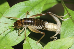 Hemiandrus pallitarsis
