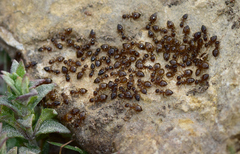 Crematogaster sordidula