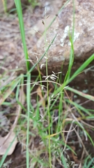 Eragrostis lateritica