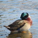 Wood Duck × Mallard - Photo (c) ecovore, some rights reserved (CC BY), uploaded by ecovore