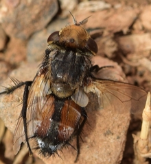 Gonia bimaculata
