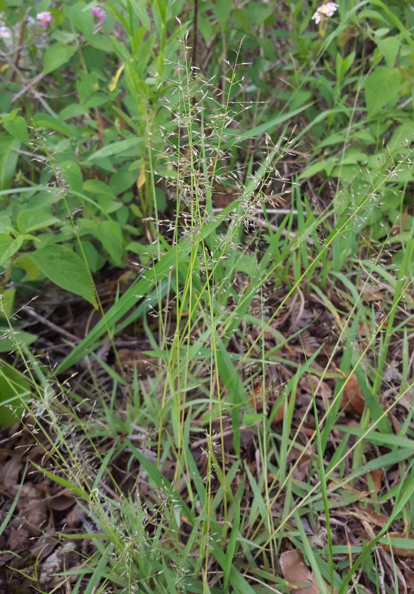 (c) François Rousseu, certains droits réservés (CC BY-NC) https://www.inaturalist.org/observations/108378535