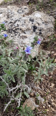 Alkanna strigosa