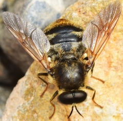 Pycnomalla splendens