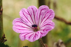 Geranium albanum
