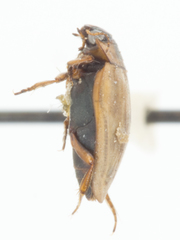 Leconectes striatellus