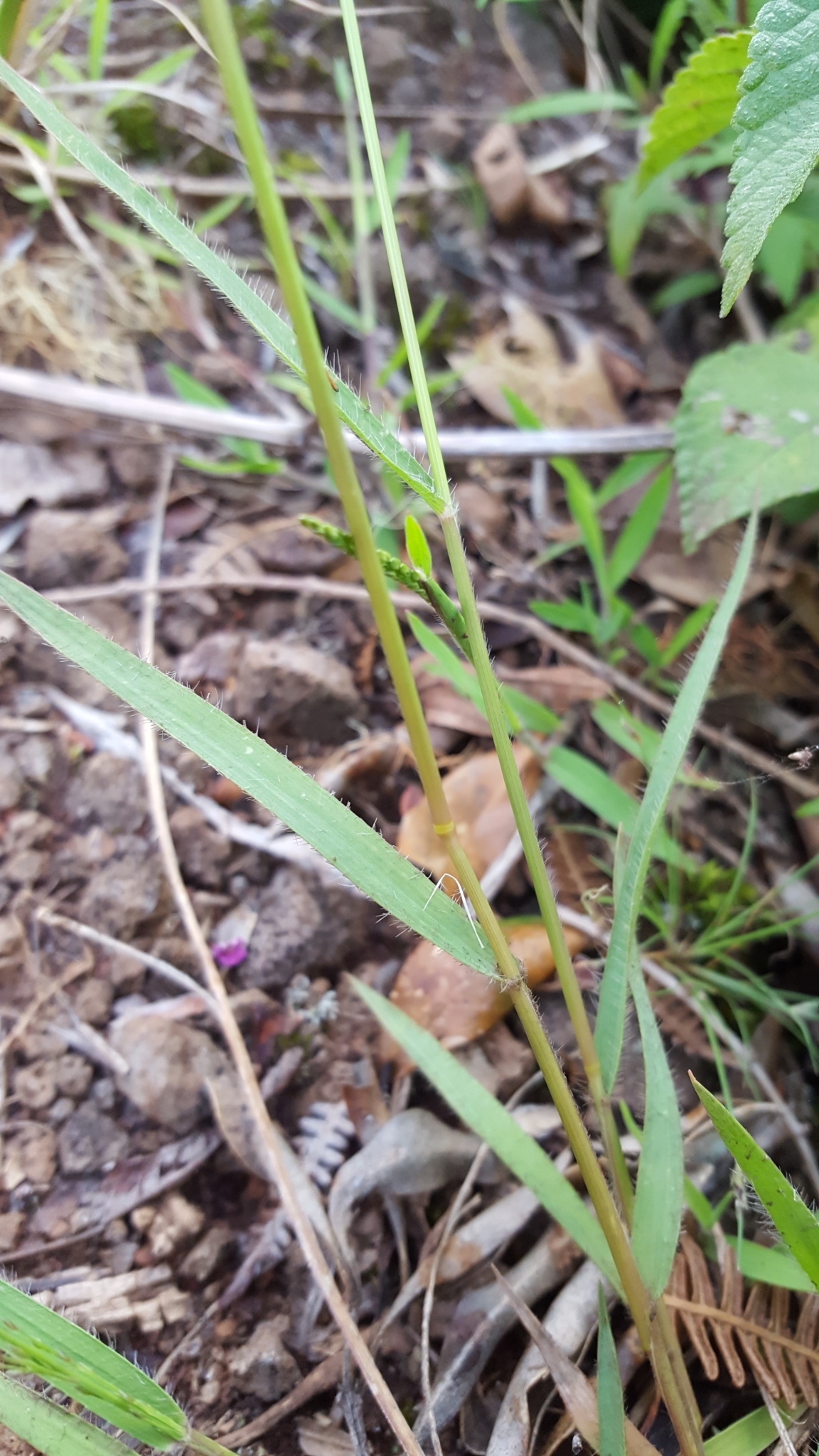 (c) François Rousseu, certains droits réservés (CC BY-NC) https://www.inaturalist.org/observations/108378535