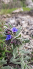 Alkanna strigosa