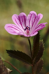 Geranium albanum