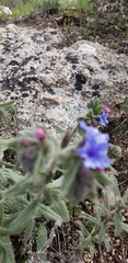 Alkanna strigosa