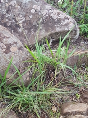 Eragrostis lateritica