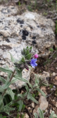 Alkanna strigosa
