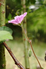 Geranium albanum
