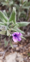 Alkanna strigosa