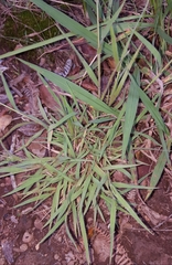 Eragrostis lateritica