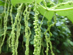 Urtica urentivelutina