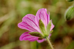 Geranium albanum