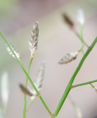 Eragrostis lateritica