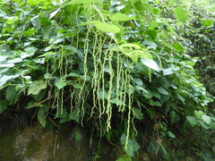 Urtica urentivelutina