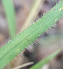 Eragrostis lateritica