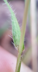 Eragrostis lateritica