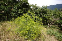 Bilacunaria microcarpos