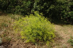 Bilacunaria microcarpos