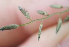 Eragrostis lateritica