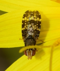 Campiglossa martii