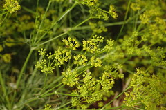 Bilacunaria microcarpos
