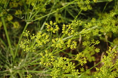 Bilacunaria microcarpos
